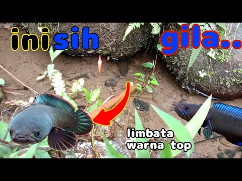 mancing Channa Limbata dicelah batu misterius