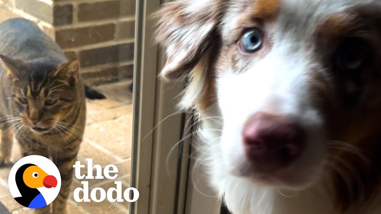 These Street Cats Adopted Themselves - The Dodo