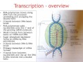 Transcription and mRNA Processing Concepts