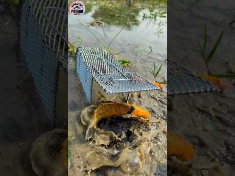 Challenge Fishing Video | Amazing Fishing Cage Trap | #shorts #fishing #challenge #shortsfeed