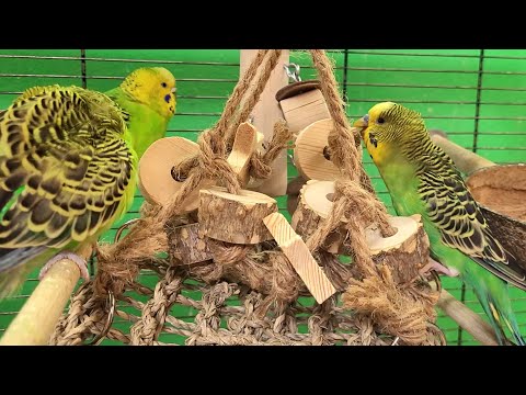 7 hours of relaxing budgie sounds