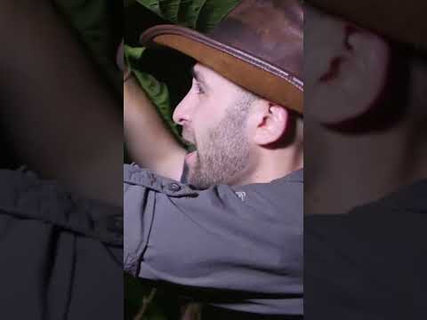 Stinging caterpillar is no joke...
