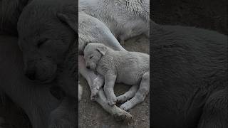 Kaz Çobanı Köpeği ve Yavrusu #çiftlikhayatı #çiftlikhayvanları