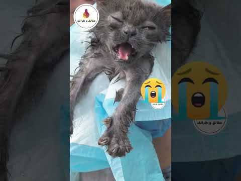 "قطة هزيلة على حافة الموت... كيف غيرت أسرة رحيمة حياتها بالكامل؟"#shorts #short #animals #animal
