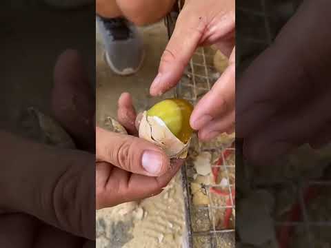 #food #cooking #videoshort #fruit #eggs #delicious #trunglon #funny #yummy #satisfying
