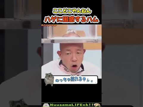 つるつる頭にハムスターを乗っけてみた瞬間😂【おもしろ動物】 #funny