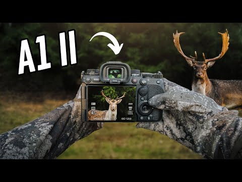 POV Wildlife Photography - Stealth mode w/ Sony A1 II