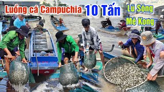 NƯỚC LŨ SÔNG MEKONG LÊN DỒN DẬP LUỒNG CÁ LINH 10 TẤN TỪ CAMPUCHIA ĐỔ VỀ CHỢ BIÊN GIỚI BẮC ĐAI
