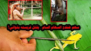 سهم ضفدع السهام السام.. يقتل فريسته بثواني!