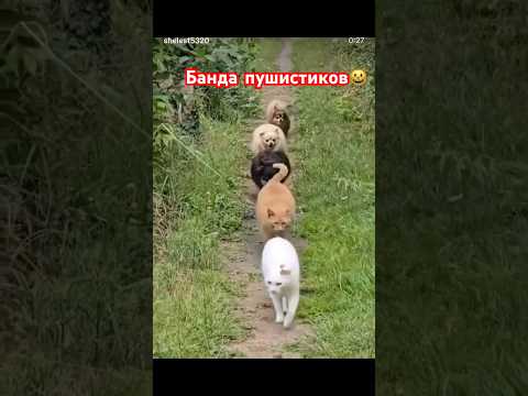 #рекомендации #cat #юмор #catvideos #мем #catshorts #dog #catlovers #funnycats #funny #funnyvideo