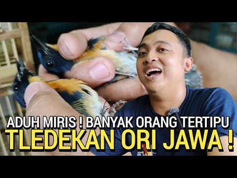 NAH LOH ! PASTI SUDAH BANYAK YANG TERTIPU BELI TLEDEKAN GUNUNG JAWA ORI DI PASAR BURUNG PRAMUKA