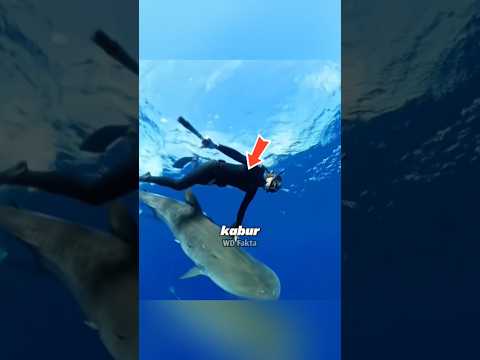 Fakta unik ikan hiu