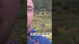 Wallaby ✔️ Wombat… Still Looking 👀 | Tasmania