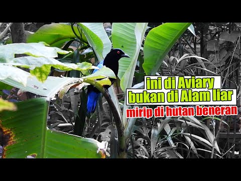 BURUNG CUCAK BIRU ASLI JAWA BENERAN ADA ATAU CUMA MITOS ?!! INI DI AVIARY TAPI KAYA DI HUTAN BENERAN