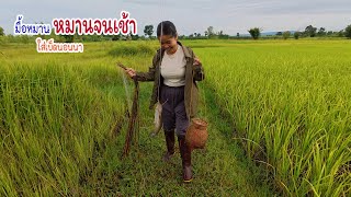 มื้อหมานไซส์มินิ ใส่เบ็ดนอนนากินข้าวทุ่งช่วงข้าวตั้งกอ