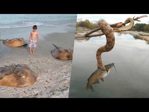 Voyez pourquoi l'Australie est le pays le plus dangereux