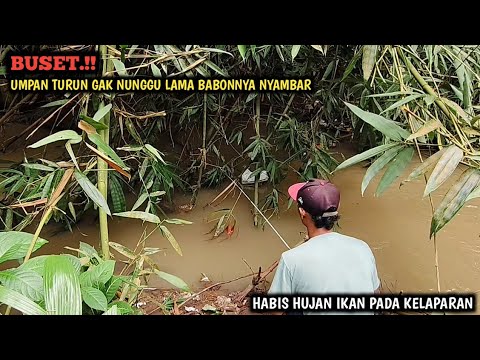GALAK.!! MANCING SEHABIS HUJAN DI BAWAH POHON BAMBU || BABONNYA AUTO NGAMUK BRO