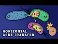 Bacterial Conjugation and Gene Transfer