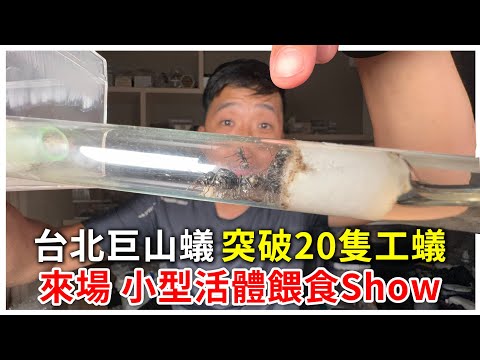 全台最大巨山蟻「突破20工啦」｜合巢台北巨山蟻突破25工｜小型活體餵食秀【臺灣蟻窟】