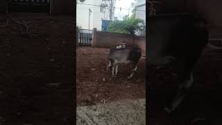 VID 20260724 185850
