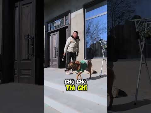 chú chó dỗi bỏ nhà ra đi#shorts #tiktok