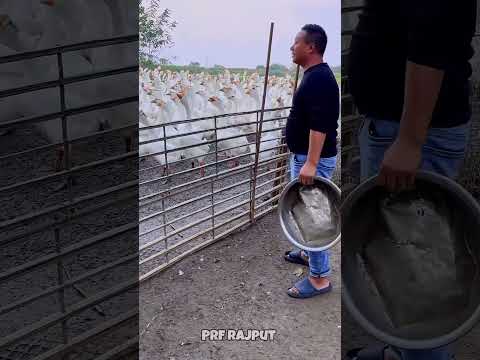 हजारों बतख को छोड़ दिया #shortvideo #facts #gadegets
