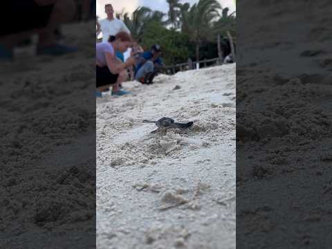A infância mais cruel do reino animal #animais #bichos #curioso