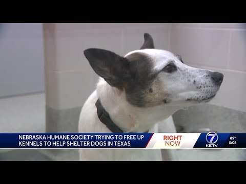 YouTube video thumbnail: Nebraska Humane Society Needs Community's Help, so They Can Help Animals Affected by Texas Floods