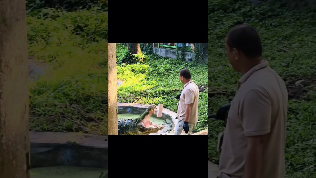 🐊😱CROCODILE FEEDING TIME IN DAVAO! 🇵🇭#DavaoCrocodilePark #DavaoCity #Davao #VisitDavao #DavaoTravel