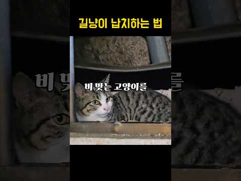 길냥이 납치하기
