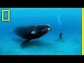 Exploring Southern Right Whales