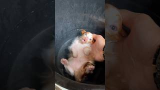 Cute kittens first bath #cat #kitten #cutecat #catlover #kucinglucu