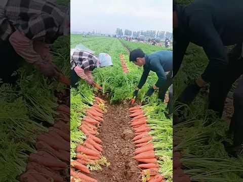आखिर खेत में गाजर कैसे उखाड़ते हैं।। #shorts #youtubeshorts #fruit #carrot #farming #farm