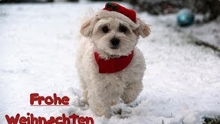 Holly Hund als Weihnachtsmann