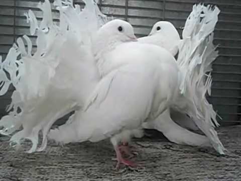 Indian Fantail Pigeons For Sale 07 2021