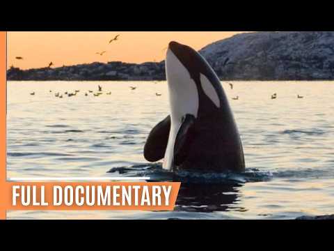 Killer whales hunting in Olympic National Park | Full Documentary