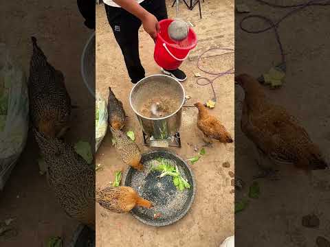 Giải pháp nuôi gà tiết kiệm chi phí
