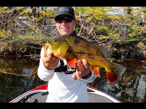 Fishing For Explosive Peacock Bass! (Miami)