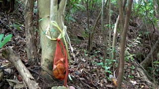 ドロドロに腐ったバナナを木の根元に縛り付けて放置すると...