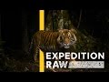 Tiger Conservation and Research Insights