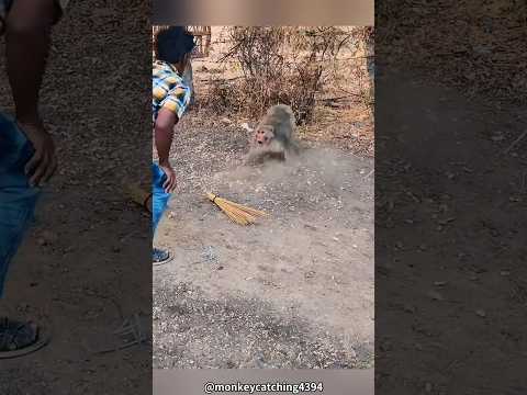 “Monkey Business”, literally?