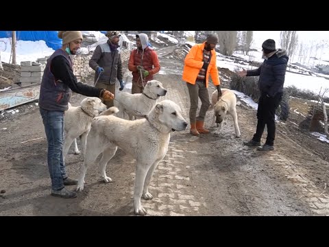 ERZURUMUN BEYAZ KURTÇU ANADOLU ÇOBAN KÖPEKLERİ ! BU KÖPEKLER GERÇEK BİR EFSANE - KANGAL AKBAŞ DEĞİLR