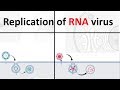 RNA Virus Replication Processes