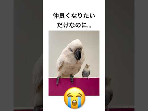 仲良くなりたいだけなのに...
