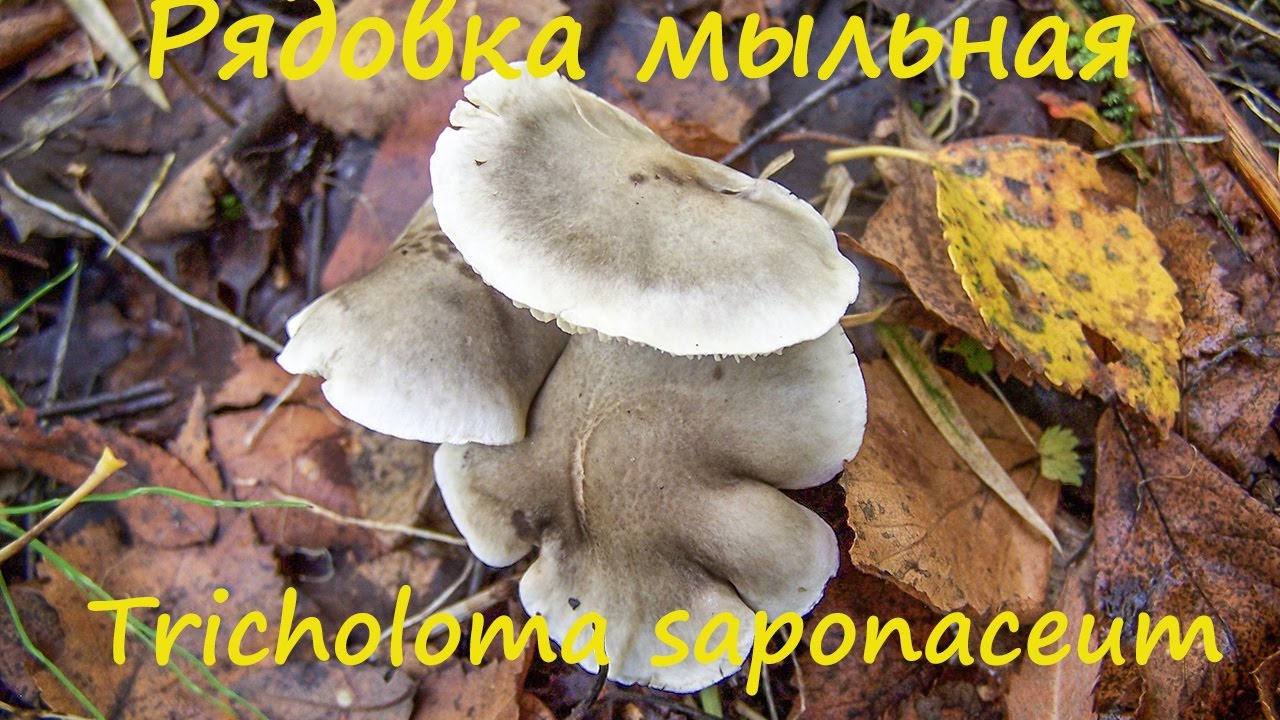 Рядовка мыльная - лучше не брать!