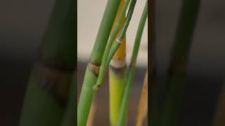 Nature's Sandpaper: Horsetail Grass