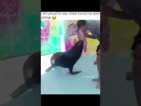 My spirit animal!!