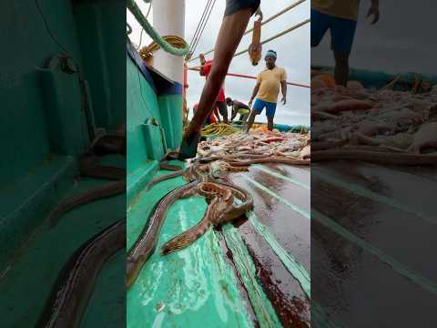 இவனுங்க நமக்கு தேவையே இல்லை ❌ #reel #thenkadalmeenavan #fishing #trawlnetfishing