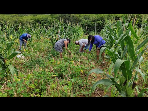 A SAFRA DE FEIJÃO DE CORDA NO SERTÃO DE PERNAMBUCO, SERTÃO MAMOEIRO MOSTRANDO AS COLHEITAS.