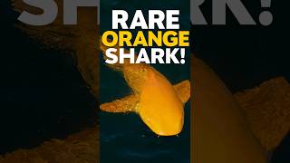 Extremely Rare ORANGE Shark Spotted in Florida — Scientists Are Stunned!